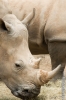 Rhino Hunger