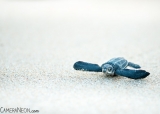 tartaruga-marinha-em-Trinidad-e-Tobago-10-
