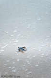 tartaruga-marinha-em-Trinidad-e-Tobago-18-