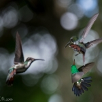 Hummingbird fight